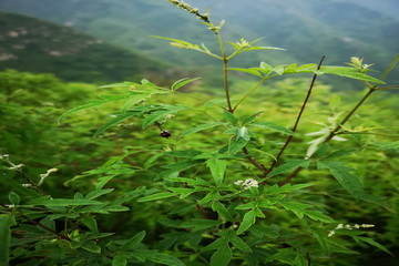 尊龙凯时·(中国)官方网站